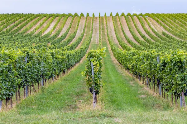 Красивые ряды винограда перед уборкой — стоковое фото