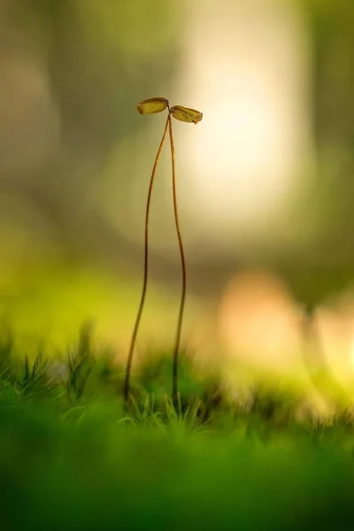 Close up of beautiful moss — Stock Photo, Image