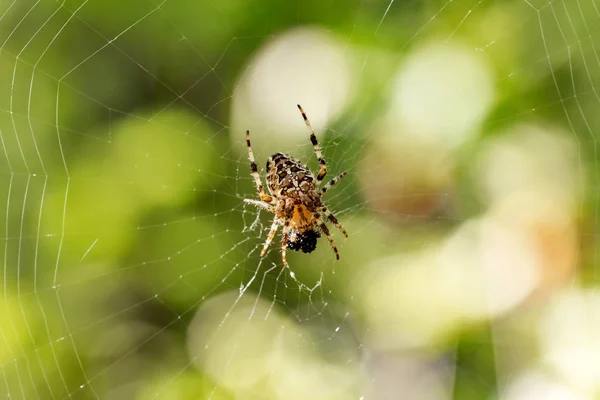 Aranha tecelã-orbe na floresta — Fotografia de Stock