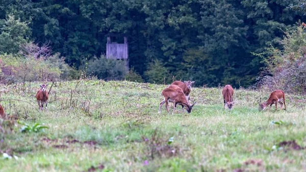 Grupp av mouflons. Mufflon — Stockfoto