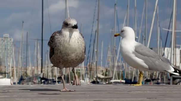 Seagulls graciöst poserar för ett foto — Stockvideo