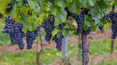 Autumntime Avusturya Burgenland'olgun üzüm