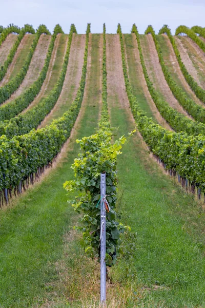 Filas de uvas antes de la cosecha — Foto de Stock