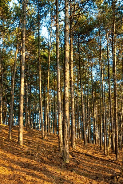 Pine forest with sunset light — Stock Photo, Image