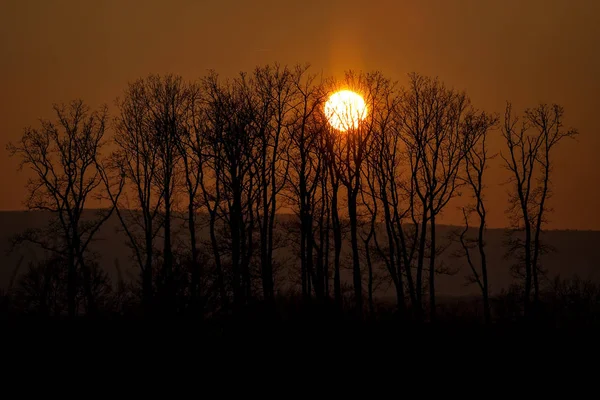 Beau coucher de soleil derrière une touffe d'arbres — Photo