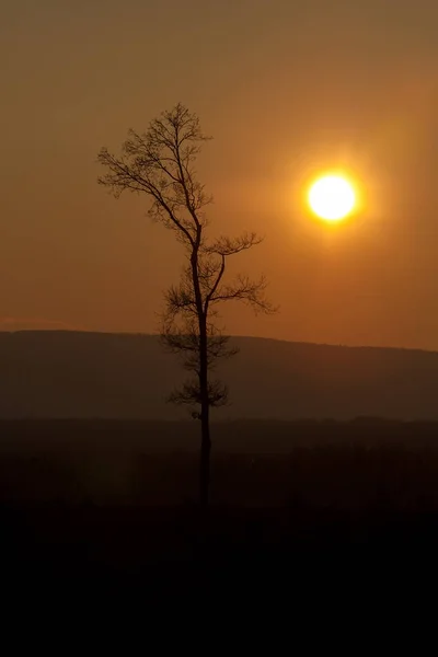 Закат за глыбой деревьев — стоковое фото