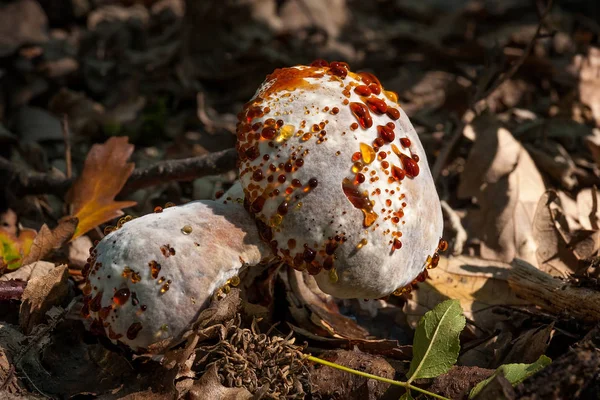 Cogumelo infectado na ninhada — Fotografia de Stock