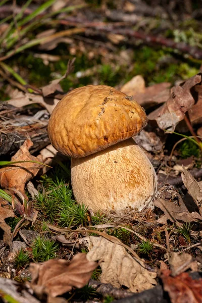 Vargányás gombák a moha (ízletes vargánya) — Stock Fotó