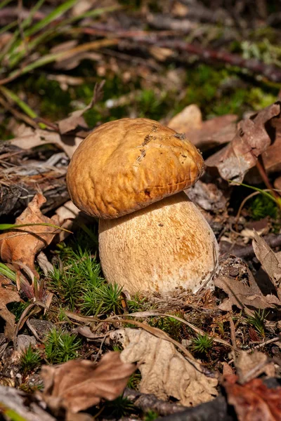 Porcini fungi on the moss (Boletus edulis) — Stock Image Porcini fungi on the moss (Boletus edulis) Royalty Free Stock Images