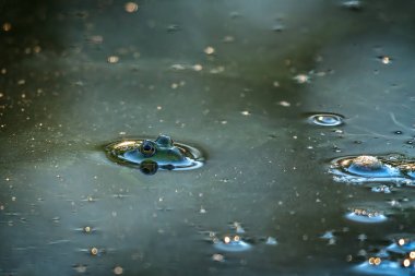 Yeşil kurbağa gölde gizleme