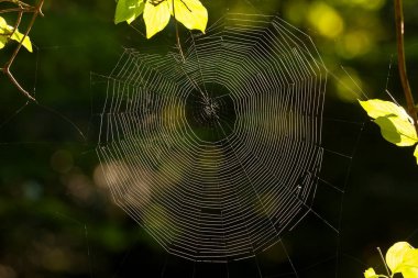 sabah ışığında güzel örümcek ağı