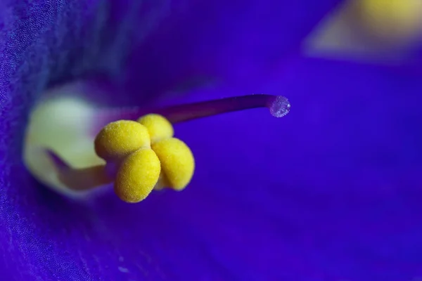 アフリカ バイオレット (セントポーリア属) の花のマクロ写真 — ストック写真