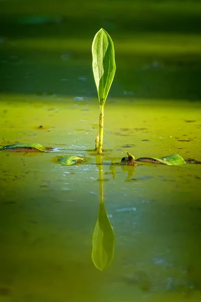 Armonia in una piccola pozzanghera con idrofita — Foto Stock