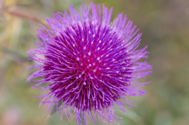 Günbatımı güzel thistle mor çiçek