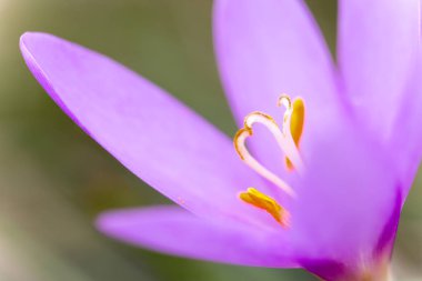 (Colchicum autumnale sonbaharda güzel nemli çiçek)