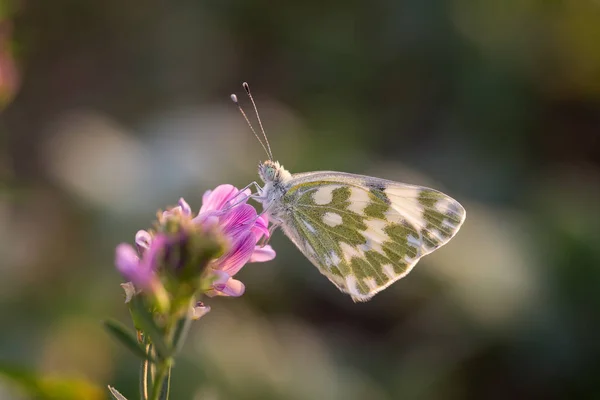Farfalla Marmorizzata Bianca (Melanargia galathea) sul fiore — Foto Stock