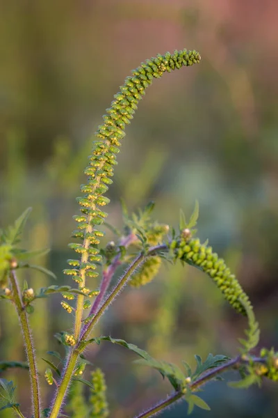 Primo piano di ragweed, pianta molto allergica — Foto Stock