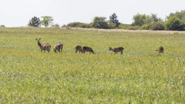Red deer familj på den inlämnade — Stockfoto