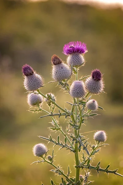 Krásné fialové bodlák květina na západ slunce — Stock fotografie
