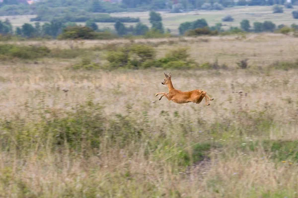 European roebuck spring in autumntime on meadown — Stock Photo, Image