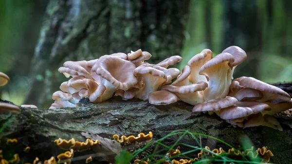 Cogumelo ostra (Pleurotus ostreatus) na floresta — Fotografia de Stock