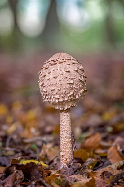 Young Parasol mushroom in the morning sunlight — Stock Photo, Image