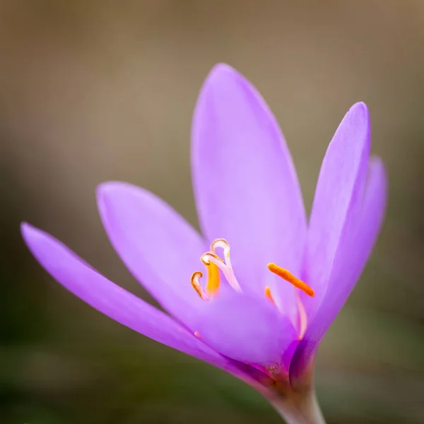 Nice dewy flower in the autumn (Colchicum autumnale) — Stock Image Nice dewy flower in the autumn (Colchicum autumnale) Stock Picture