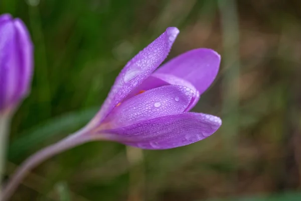Nice dewy flower in the autumn (Colchicum autumnale) — Stock Image Nice dewy flower in the autumn (Colchicum autumnale) Stock Picture