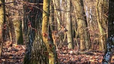 Karaca (Capreolus capreolus) 4k güneşli bir sonbahar meşe ormanında genç doe