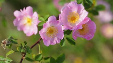 Köpek gül bush esintiyle