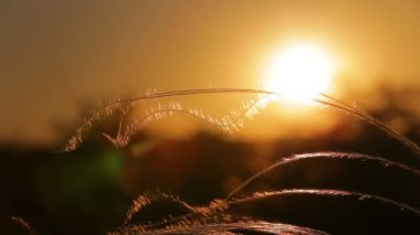 Bahar çayırda güzel tüy çim 