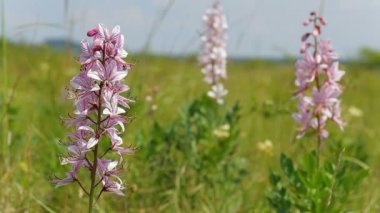 Güzel dittany çiçekler Bahar (Dictamnus albus)