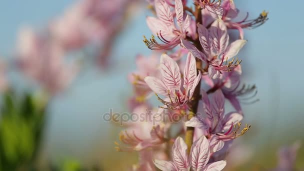 Krásný Dobromysl květiny na jaře (albus Třemdava bílá) — Stock video