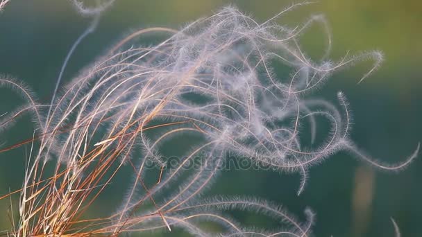 Nice feather grass in the meadow in spring — Stock Video