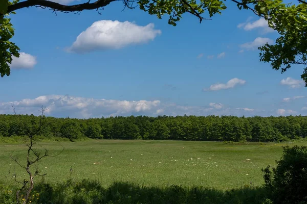 Nice landscape from a forest glade — Stock Photo, Image