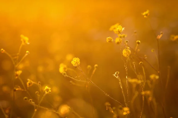 Vackra blommor i solnedgången bakgrundsbelysningen — Stockfoto