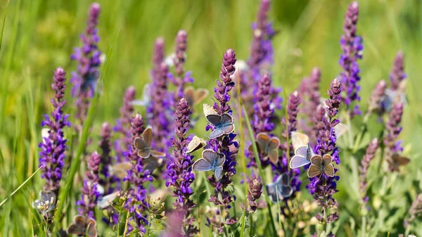 Muchas mariposas comiendo juntas en la flor —  Fotos de Stock