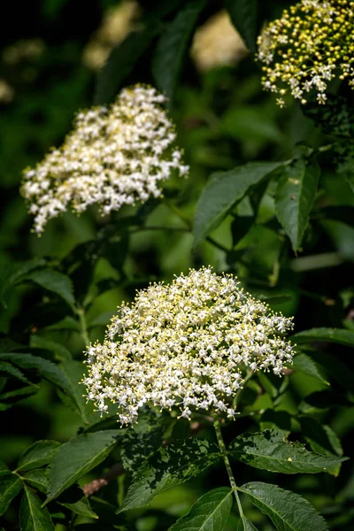 Λευκά λουλούδια στο Μπους ο πρεσβύτερος (Sambucus nigra) άνοιξη — Φωτογραφία Αρχείου