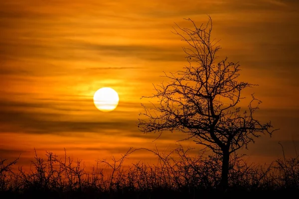 Hermoso paisaje al atardecer con árbol —  Fotos de Stock