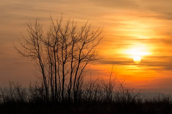 ツリーと美しい日没風景 — ストック写真