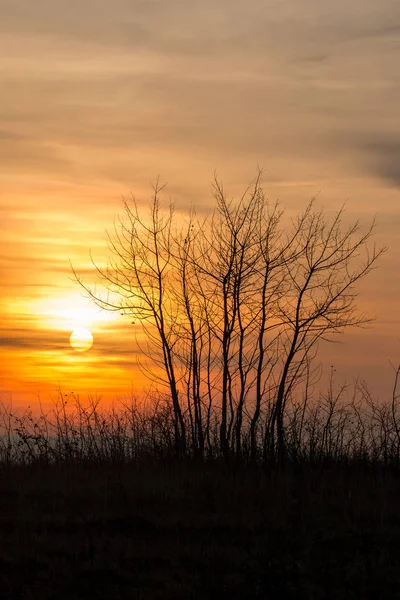 Красивый пейзаж заката с деревом — стоковое фото
