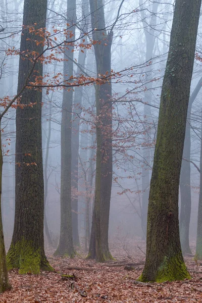 Мистический туманный день в дубовом лесу — стоковое фото
