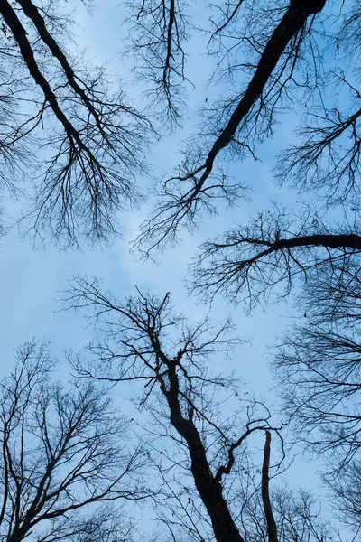 Kışın ağaçlara oak ararken — Stok fotoğraf