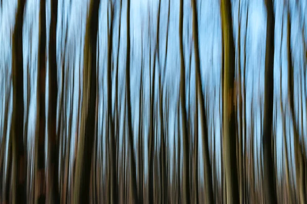 Immagine astratta sfocata di una foresta — Foto Stock