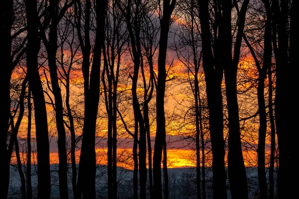 木々の群生の後ろに美しい夕日 — ストック写真