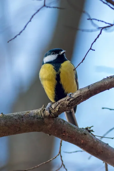 Great tit resting on a tree trunk — Stock Photo, Image