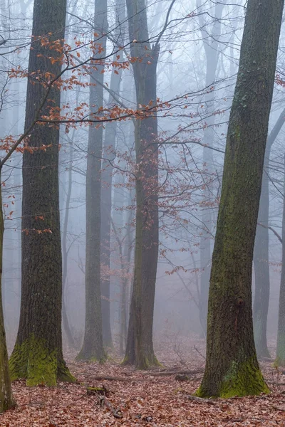 Día de niebla mística en el bosque de robles Fotos de stock libres de derechos