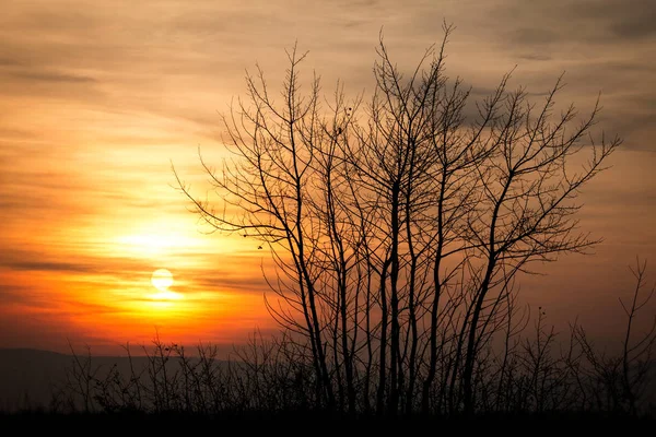 Beau paysage de coucher de soleil avec des arbres — Photo