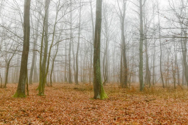 Día de niebla mística en el bosque de robles — Foto de Stock