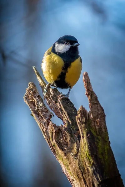 Great tit resting on a tree trunk — Stock Photo, Image